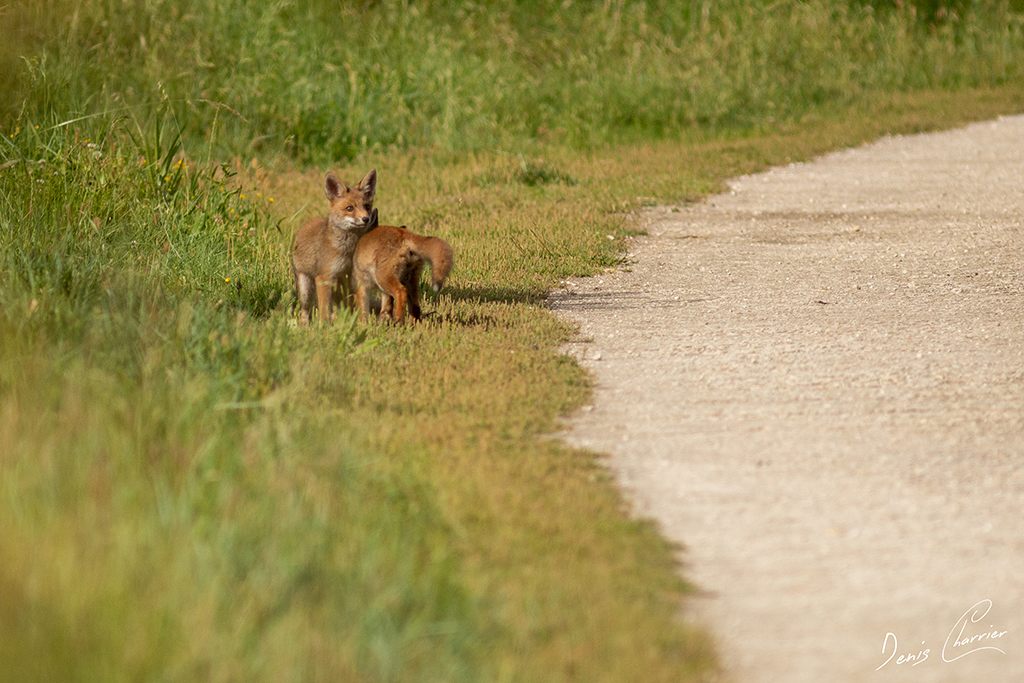 Deux renardeaux jouant sur un chemin